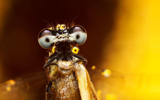 Bright eyes  from Chrome web store to be run with OffiDocs Chromium online