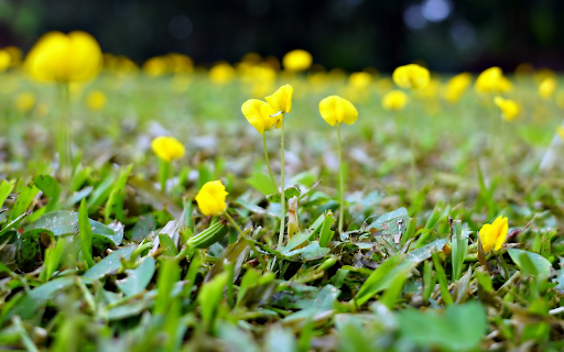 Bright flowers and grass  from Chrome web store to be run with OffiDocs Chromium online