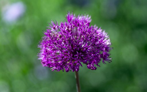 Bright Purple Flower Branch  from Chrome web store to be run with OffiDocs Chromium online