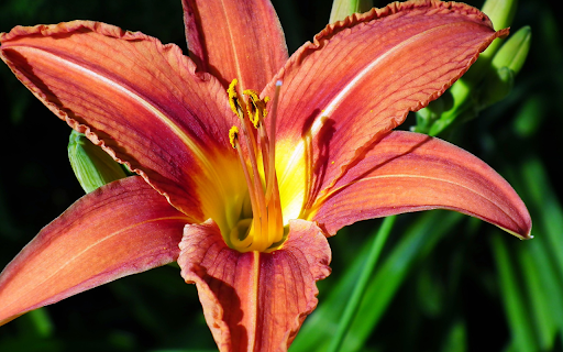 Bright summer lilies  from Chrome web store to be run with OffiDocs Chromium online