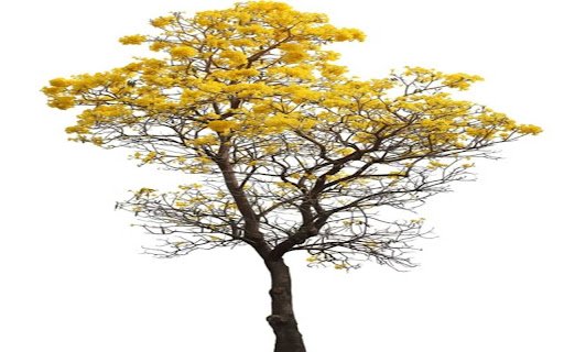 bright yellow flower tree wallpaper  from Chrome web store to be run with OffiDocs Chromium online bright yellow flower tree wallpaper  from Chrome web store to be run with OffiDocs Chromium online