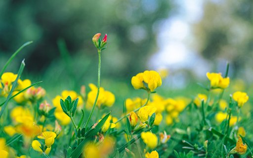 Bright Yellow Grass Flowers  from Chrome web store to be run with OffiDocs Chromium online