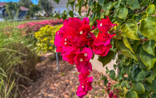 brilliant flower branches  from Chrome web store to be run with OffiDocs Chromium online