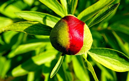 Brilliant flower buds  from Chrome web store to be run with OffiDocs Chromium online