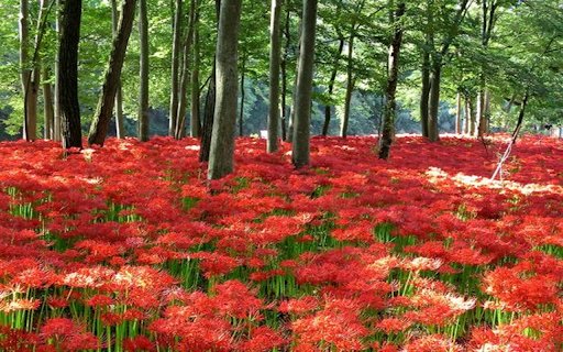 brilliant spider lily  from Chrome web store to be run with OffiDocs Chromium online