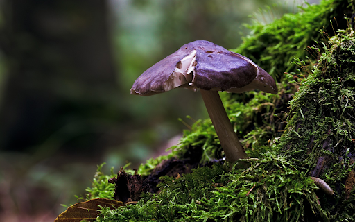 Broken dark brown mushroom  from Chrome web store to be run with OffiDocs Chromium online Broken dark brown mushroom  from Chrome web store to be run with OffiDocs Chromium online