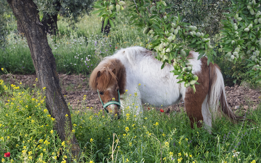 Brown and white horse in the garden  from Chrome web store to be run with OffiDocs Chromium online