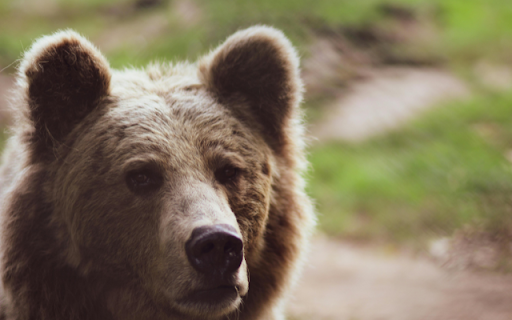 Brown Bear  from Chrome web store to be run with OffiDocs Chromium online