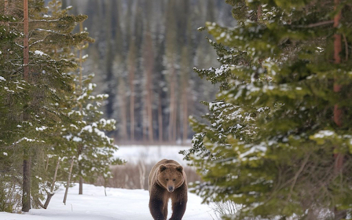brown bear in the winter sky  from Chrome web store to be run with OffiDocs Chromium online