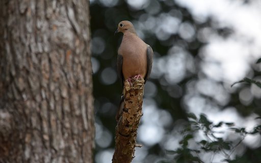 Brown Bird  from Chrome web store to be run with OffiDocs Chromium online