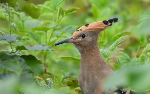 brown bird and feathered crest  from Chrome web store to be run with OffiDocs Chromium online