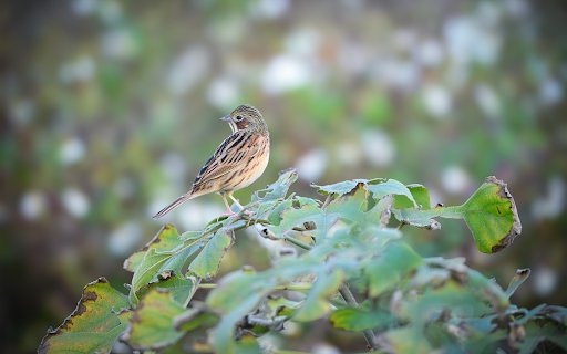 Brown bird on deep leafy branch  from Chrome web store to be run with OffiDocs Chromium online