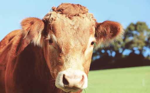 Brown Cow  from Chrome web store to be run with OffiDocs Chromium online