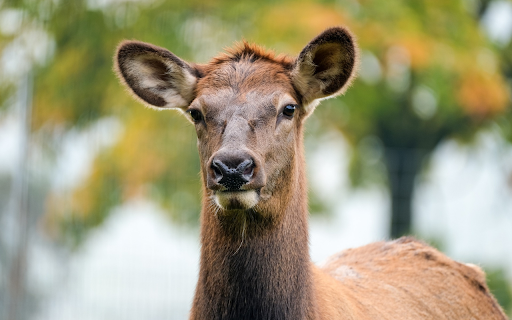 Brown deer  from Chrome web store to be run with OffiDocs Chromium online