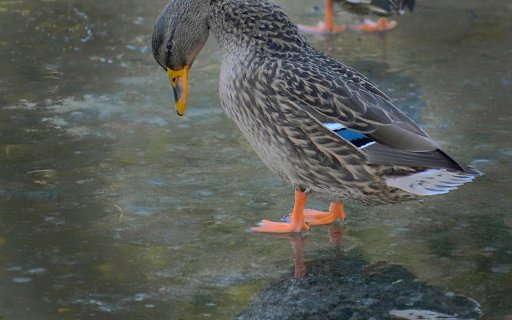 Brown ducks  from Chrome web store to be run with OffiDocs Chromium online