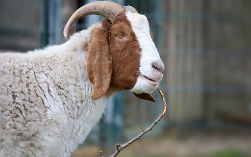 Brown faced goat  from Chrome web store to be run with OffiDocs Chromium online