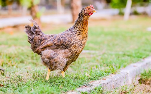 Brown Flower Hen  from Chrome web store to be run with OffiDocs Chromium online