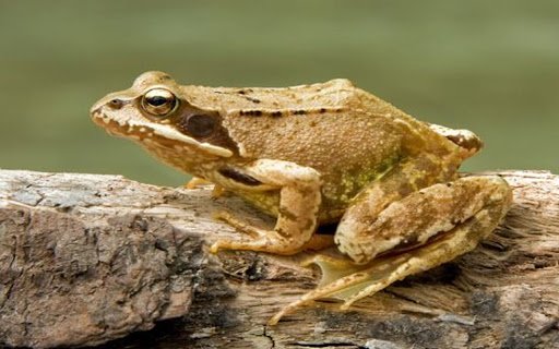 brown frog wallpaper  from Chrome web store to be run with OffiDocs Chromium online
