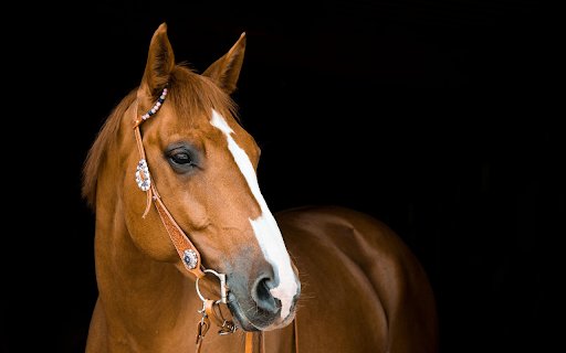 Brown horse  from Chrome web store to be run with OffiDocs Chromium online