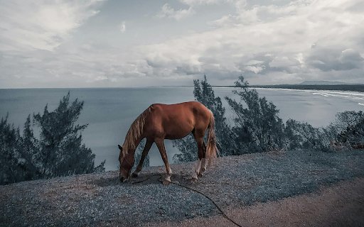 Brown Horse Eating Grass  from Chrome web store to be run with OffiDocs Chromium online