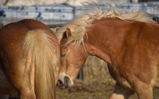 Brown horses  from Chrome web store to be run with OffiDocs Chromium online