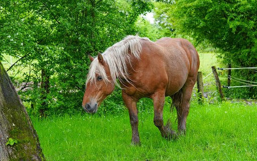 Brown horse with white mane  from Chrome web store to be run with OffiDocs Chromium online