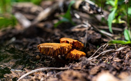 Brownish Yellow Wild Mushrooms from Chrome web store to be run with OffiDocs Chromium online Brownish Yellow Wild Mushrooms from Chrome web store to be run with OffiDocs Chromium online