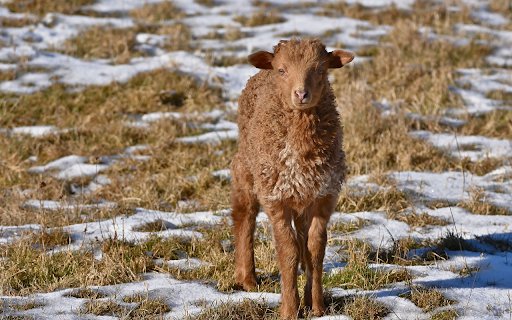 Brown lamb  from Chrome web store to be run with OffiDocs Chromium online