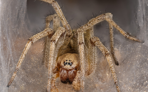 Brown Long Legged Spider  from Chrome web store to be run with OffiDocs Chromium online