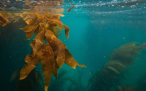 Brown Maple Leaf in Water  from Chrome web store to be run with OffiDocs Chromium online