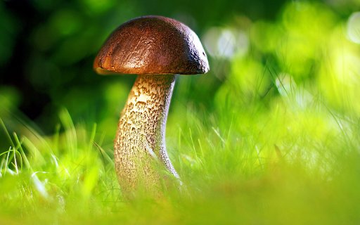 Brown mushroom from Chrome web store to be run with OffiDocs Chromium online Brown mushroom from Chrome web store to be run with OffiDocs Chromium online