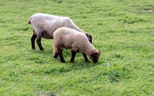 brown sheep and green grass  from Chrome web store to be run with OffiDocs Chromium online