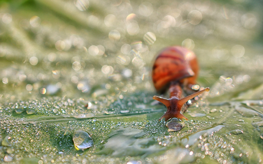 Brown snail  from Chrome web store to be run with OffiDocs Chromium online