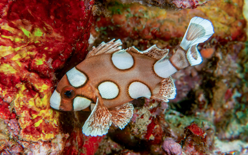 Brown spotted fish  from Chrome web store to be run with OffiDocs Chromium online