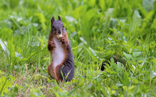 Brown squirrel eats nuts  from Chrome web store to be run with OffiDocs Chromium online