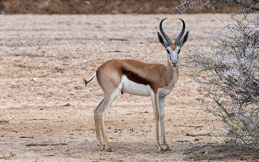 buckhorn antelope  from Chrome web store to be run with OffiDocs Chromium online