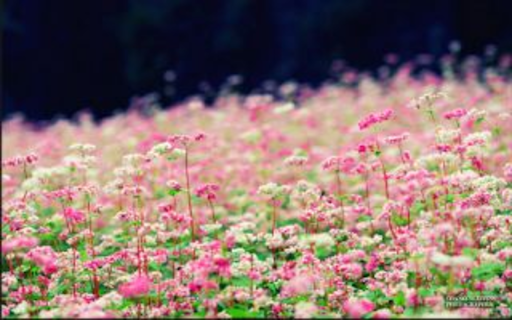 Buckwheat flower wallpaper  from Chrome web store to be run with OffiDocs Chromium online