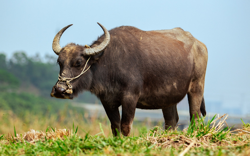Buffalo in the field  from Chrome web store to be run with OffiDocs Chromium online