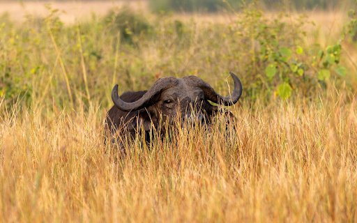 Buffalo on the Grass  from Chrome web store to be run with OffiDocs Chromium online