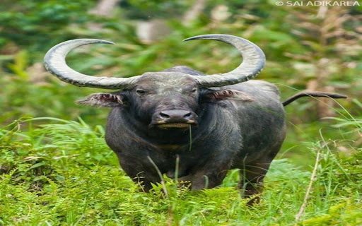 buffalo wallpaper from Chrome web store to be run with OffiDocs Chromium online buffalo wallpaper from Chrome web store to be run with OffiDocs Chromium online