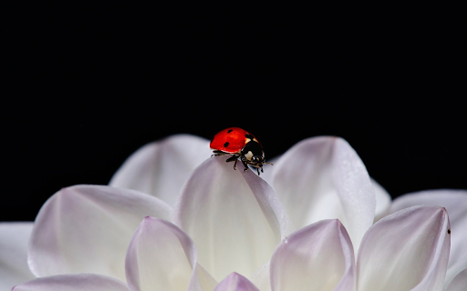 Bug and flower  from Chrome web store to be run with OffiDocs Chromium online