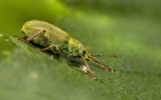 Bugs from Chrome web store to be run with OffiDocs Chromium online Bugs from Chrome web store to be run with OffiDocs Chromium online