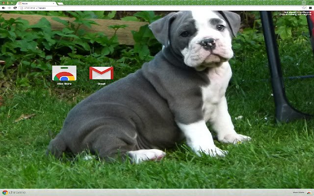 Bulldog Dog dal negozio web di Chrome può essere eseguito con OffiDocs Chromium online
