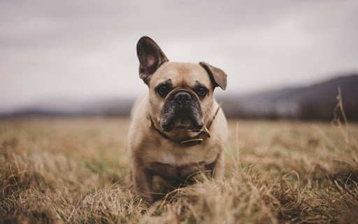 BULLDOG Theme  from Chrome web store to be run with OffiDocs Chromium online