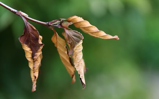 Bunches of dry leaves  from Chrome web store to be run with OffiDocs Chromium online