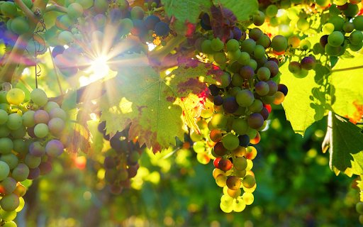 Bunches of grapes from Chrome web store to be run with OffiDocs Chromium online Bunches of grapes from Chrome web store to be run with OffiDocs Chromium online