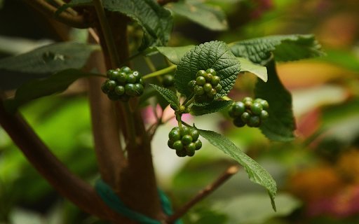 Bunches of green fruit  from Chrome web store to be run with OffiDocs Chromium online