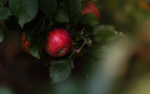 Bunches of ripe red apples  from Chrome web store to be run with OffiDocs Chromium online