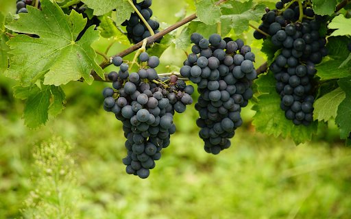 Bunch of black grapes  from Chrome web store to be run with OffiDocs Chromium online