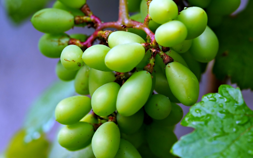 Bunch of grapes growing  from Chrome web store to be run with OffiDocs Chromium online